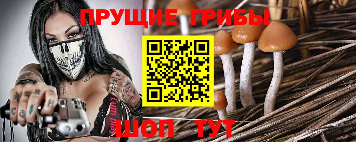 Псилоцибиновые грибы Psilocybe  Галлюциногенные грибы прущие грибы  Донской  Вход с VPN 